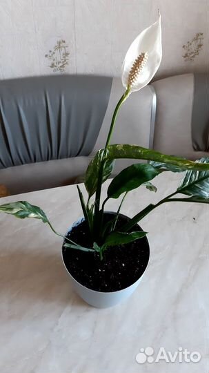 Спатифиллум