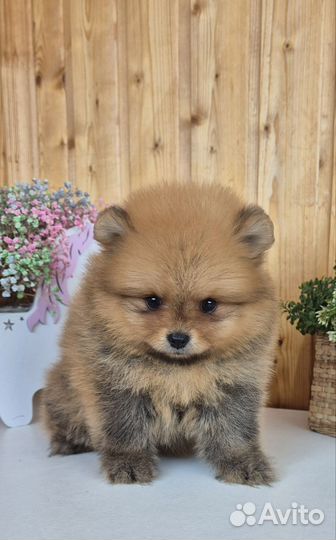 Померанский шпиц малыши