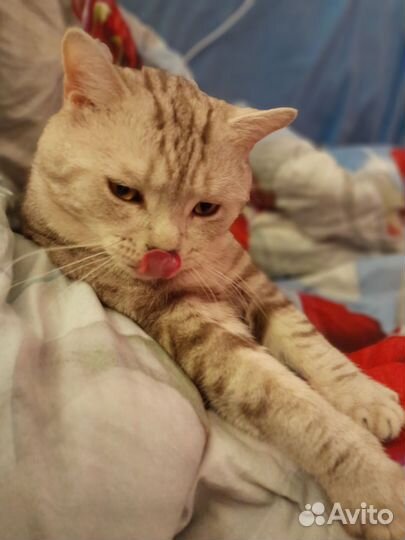 Шотландский кот вязка