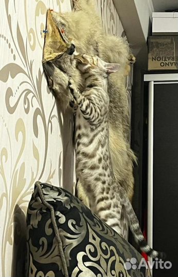 Бенгальские котята