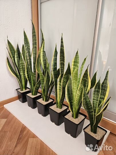 Сансевиерия Лауренти