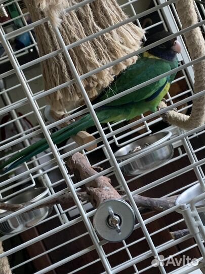 Попугай розелла и Бернард