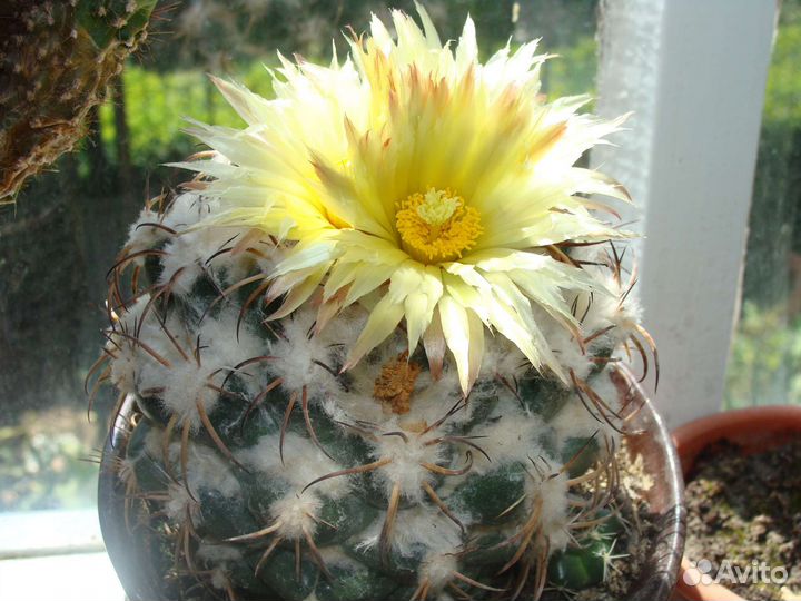 Продам цветы