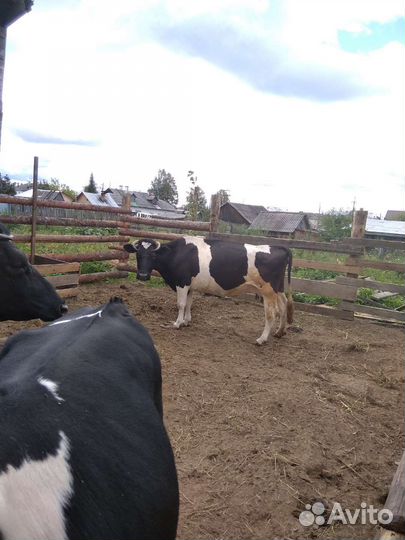 Корова дойная