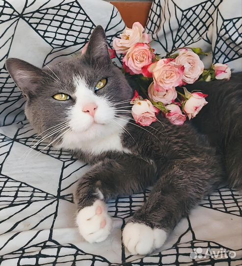 Кастрированный кот с паспортом