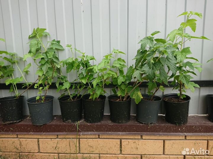 Саженцы черной смородины