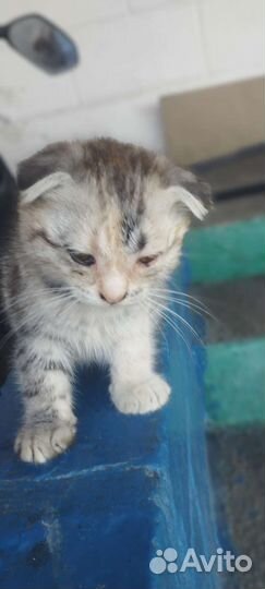 Котята в добрые руки бесплатно