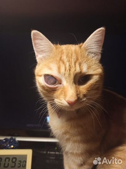 Рыжий кот