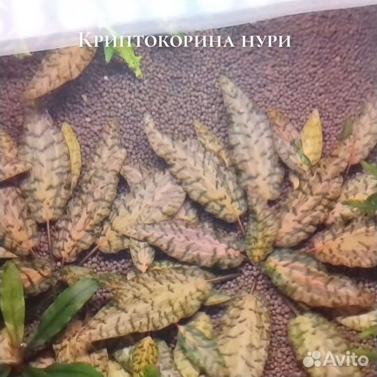 Мхи. Растения