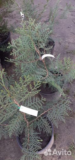 Туя восточная