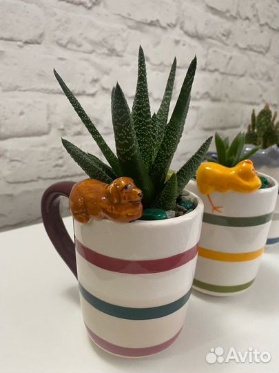 Комнатные цветы