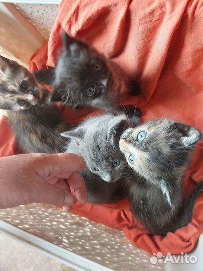 Котята в дар бесплатно