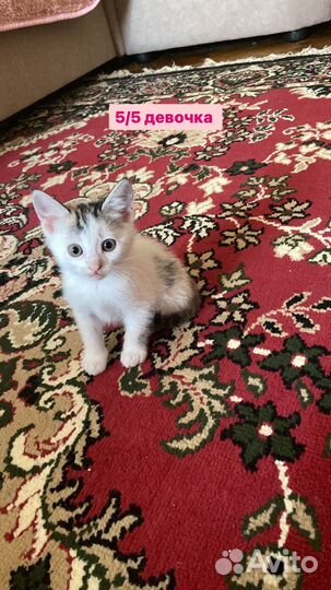 Котята в добрые руки даром