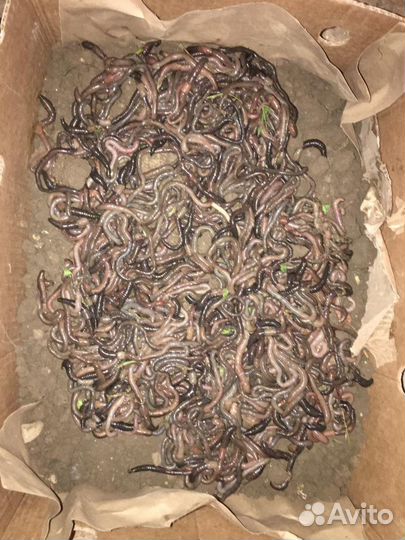 Черви для рыбалки