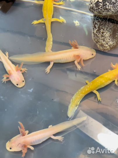 Аксолотль черный (серый), золотой