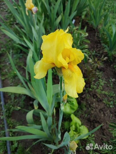 Многолетники