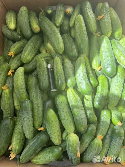 Огурцы