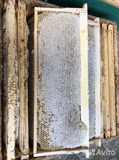 Мед 2023 года