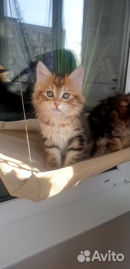 Курильский бобтейл