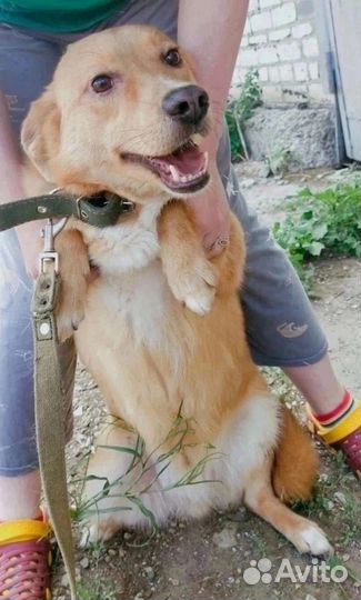 Винни из приюта