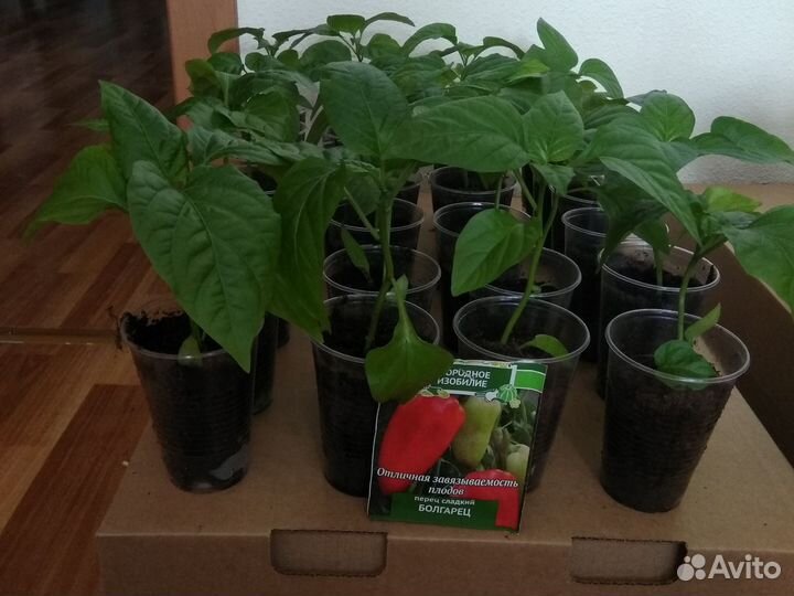 Рассада перца сладкого и баклажанов