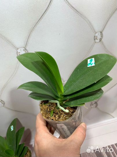 Mainshow Green Triangle орхидея