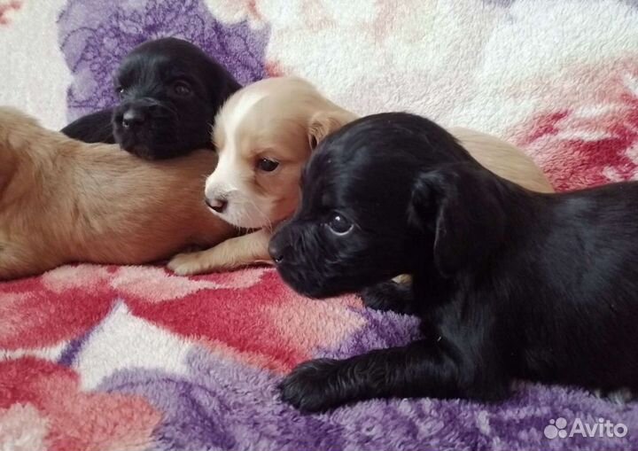 Отдам спаниеля