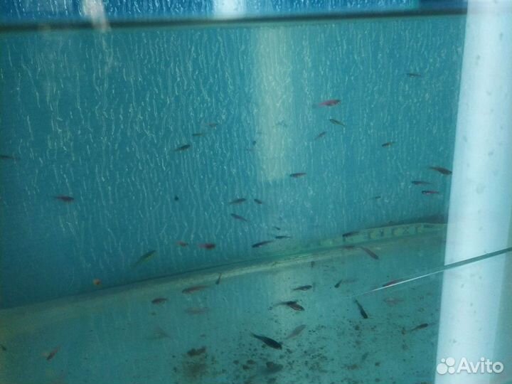 Аквариумные рыбки и растения