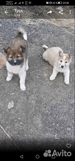 Щеночки в добрые руки