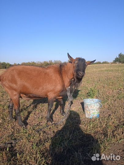 Чешский козел
