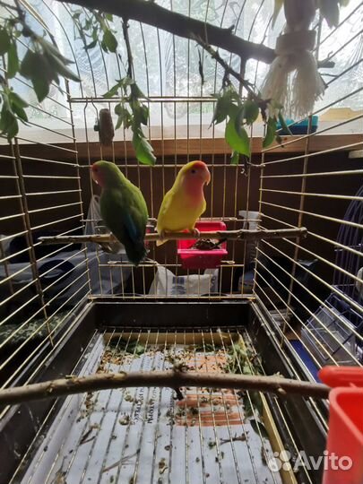 Птенцы неразлучника