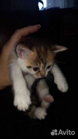 Домашние животные кошки