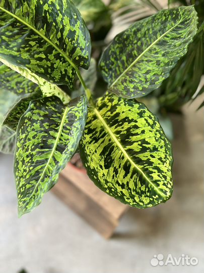 Диффенбахия Рефлектор