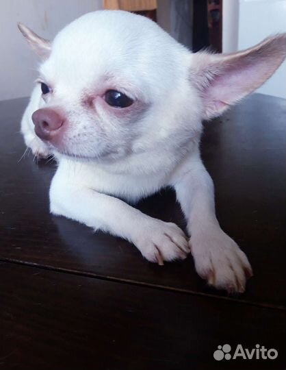 Чихуахуа девочка