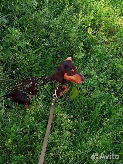 Выгул собак