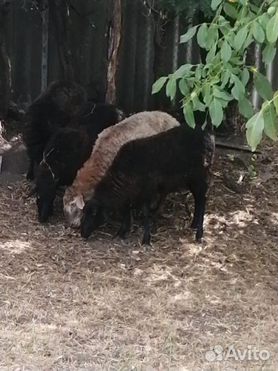 Овцы бараны