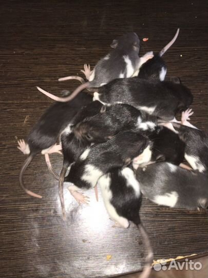 Новорожденные крысята дамбо бронь