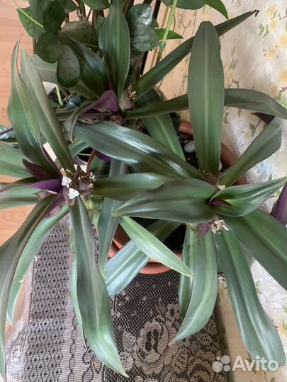 Отдам за большую шоколадку