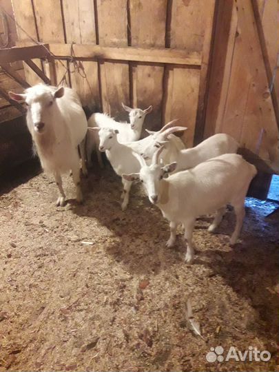 Козы продам
