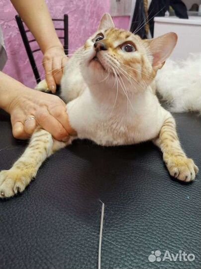 Стрижка котов и кошек