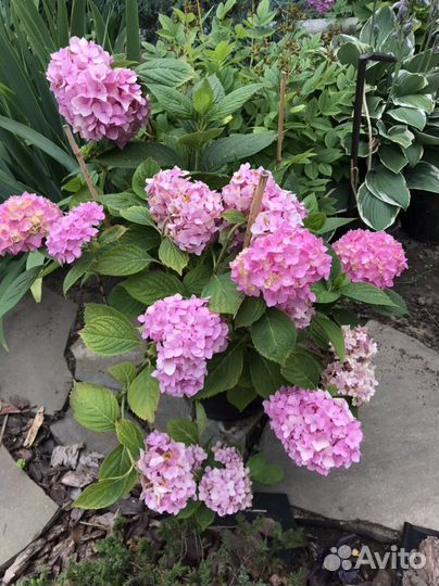 Гортензия крупнолистная саженцы