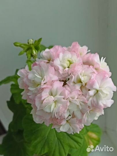 Пеларгония (герань) сортовая April snow