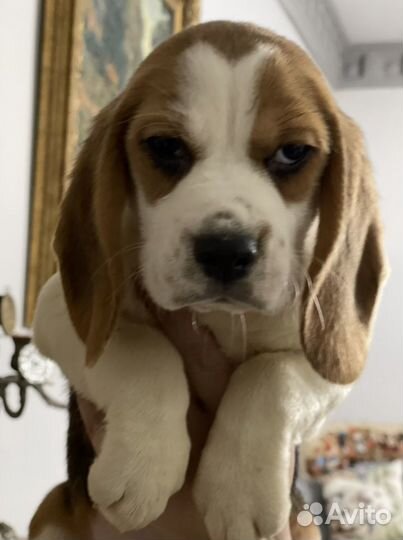 Бигль щенки