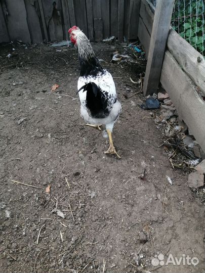 Молодые петухи