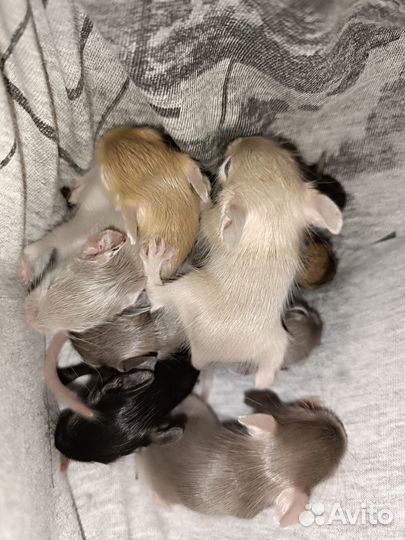 Цветные дегу