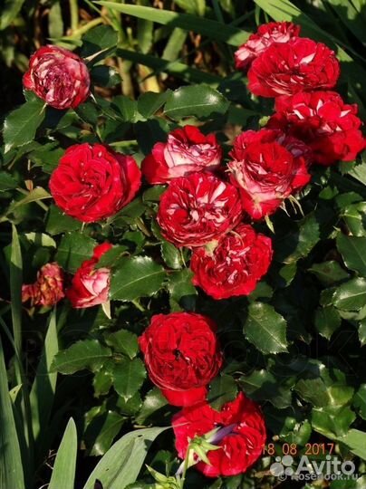 Миниатюрная роза Гранатовый браслет