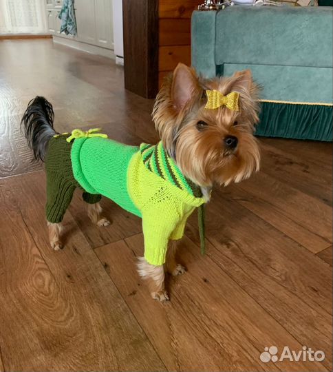 Одежда для маленьких пород собак