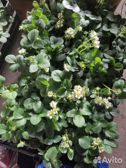 Рассада клубники сорт априка