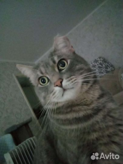 Кот метис мейкуна