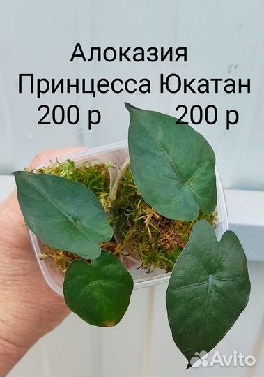 Алоказия Принцесса Юкатан